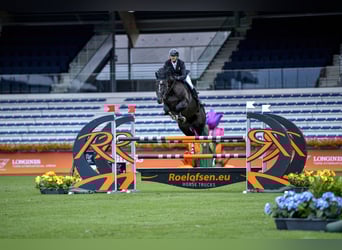 Holsteiner, Hengst, 10 Jahre, 171 cm, Rappe