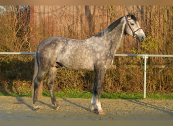 Holsteiner, Hengst, 6 Jahre, 173 cm