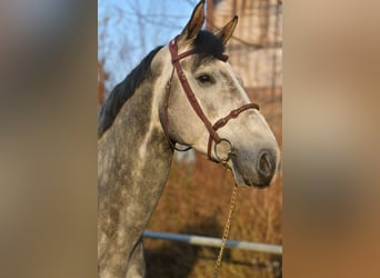 Holsteiner, Hengst, 6 Jahre, 173 cm