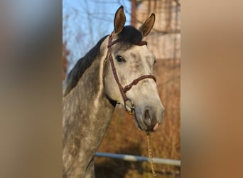 Holsteiner, Hengst, 6 Jahre, 173 cm