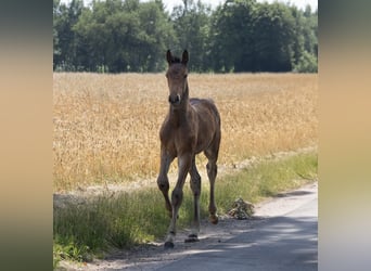 Holsteiner, Hengst, Veulen (04/2025), 172 cm, Bruin