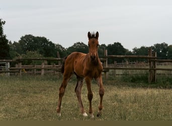 Holsteiner, Hengst, Veulen (04/2025), 172 cm, Bruin