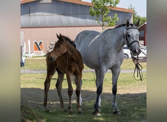 Holsteiner, Hengst, Veulen (04/2025), 172 cm, Bruin