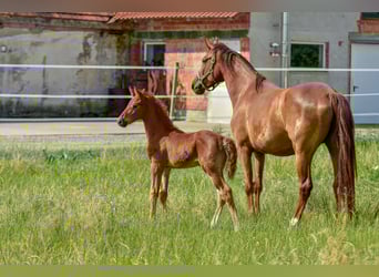 Holsteiner, Hengst, , 176 cm, Donkere-vos
