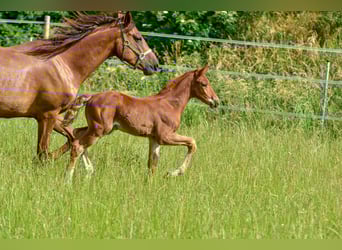 Holsteiner, Hengst, , 176 cm, Donkere-vos