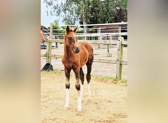 Holsteiner Mix, Hengst, veulen (04/2024), 176 cm, Donkere-vos