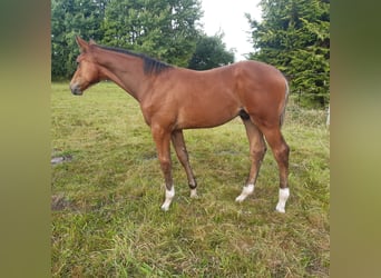 Holsteiner, Hengst, Veulen (05/2025), Bruin
