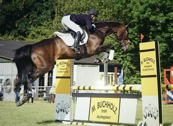 Holsteiner, Hengst, veulen (06/2024), Bruin