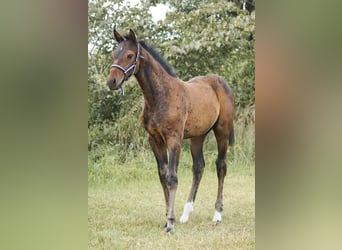 Holsteiner, Hengst, Veulen (05/2025), Bruin