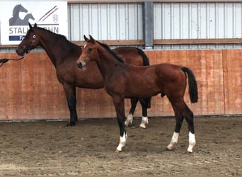Holsteiner, Hengst, Veulen (02/2025), Bruin
