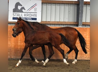 Holsteiner, Hengst, Veulen (02/2025), Bruin