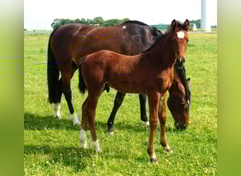 Holsteiner, Hengst, , Bruin