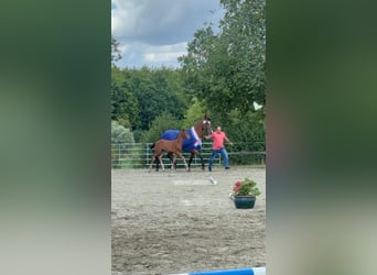 Holsteiner, Hengst, Veulen (06/2026), Bruin