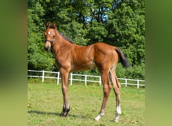Holsteiner, Hengst, Veulen (06/2026), Bruin