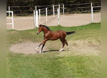 Holsteiner, Hengst, Veulen (04/2025), Bruin
