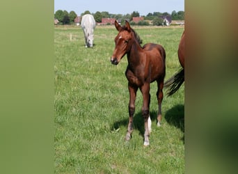 Holsteiner, Hengst, Veulen (06/2026), Donkerbruin