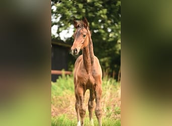 Holsteiner, Hengst, Veulen (05/2025), Donkerbruin