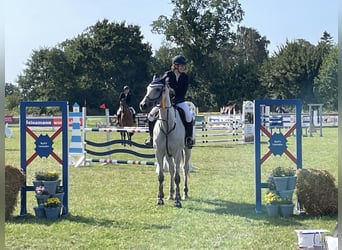 Holsteiner, Hengst, veulen (05/2024), kan schimmel zijn