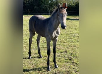 Holsteiner, Hengst, veulen (05/2024), kan schimmel zijn