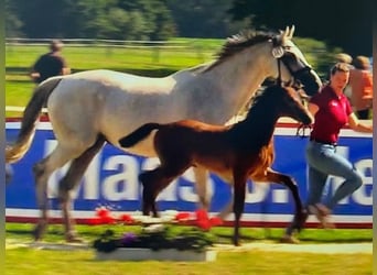 Holsteiner, Hengst, veulen (05/2024), kan schimmel zijn