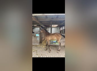 Holsteiner, Hengst, veulen (04/2023), kan schimmel zijn