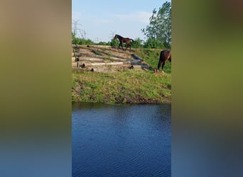 Holsteiner, Hengst, veulen (05/2023), kan schimmel zijn