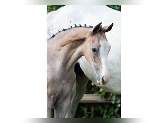 Holsteiner, Hengst, Veulen (05/2026), kan schimmel zijn