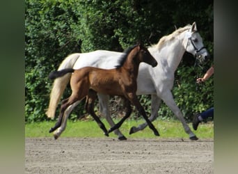 Holsteiner, Hengst, Veulen (05/2025)