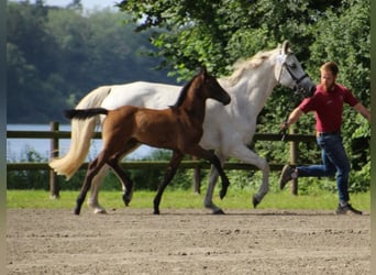 Holsteiner, Hengst, Veulen (05/2025)