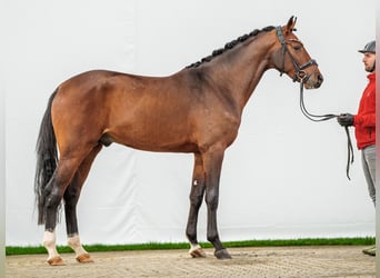 Holsteiner, Hingst, 2 år, Brun