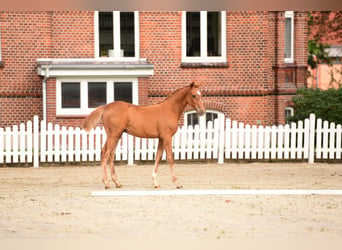 Holsteiner, Hingst, 3 år, fux