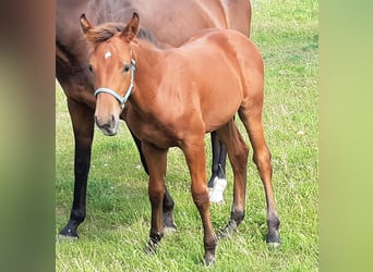 Holsteiner, Hingst, Föl (04/2024), Brun