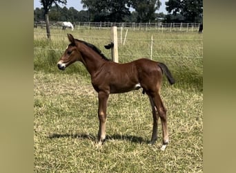 Holsteiner, Hingst, Föl (06/2024), Brun