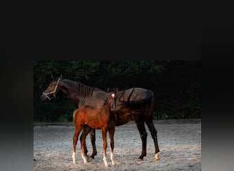 Holsteiner, Hingst, Föl (06/2024), Brun