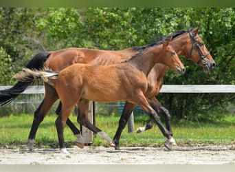 Holsteiner, Hingst, Föl (03/2023), Mörkbrun