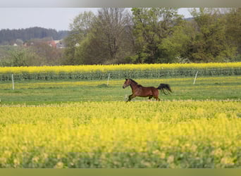 Holsteiner, Hongre, 10 Ans, 165 cm, Bai