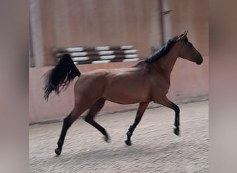 Holsteiner, Hongre, 10 Ans, 165 cm, Bai
