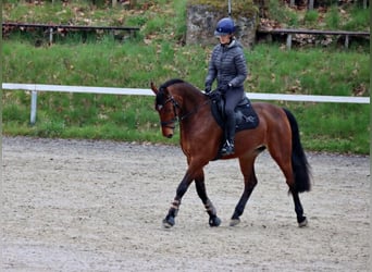Holsteiner, Hongre, 10 Ans, 166 cm, Bai