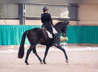 Holsteiner, Hongre, 10 Ans, 170 cm, Noir