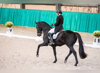 Holsteiner, Hongre, 10 Ans, 170 cm, Noir