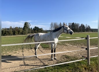 Holsteiner, Hongre, 10 Ans, 172 cm, Gris