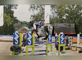 Holsteiner, Hongre, 10 Ans, 176 cm, Gris