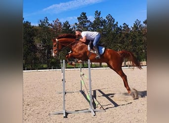Holsteiner, Hongre, 10 Ans, 178 cm, Alezan