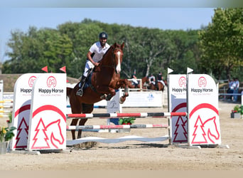 Holsteiner, Hongre, 10 Ans, 178 cm, Alezan