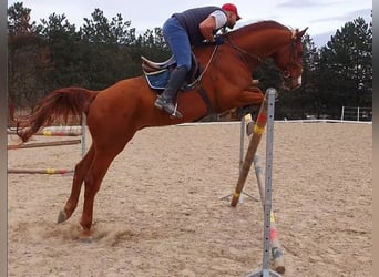 Holsteiner, Hongre, 10 Ans, 178 cm, Alezan