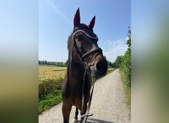 Holsteiner, Hongre, 11 Ans, 163 cm, Bai