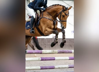 Holsteiner, Hongre, 11 Ans, 164 cm, Bai cerise