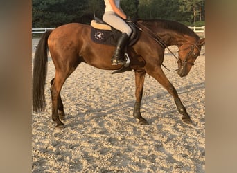 Holsteiner, Hongre, 11 Ans, 164 cm, Bai cerise