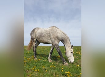Holsteiner, Hongre, 11 Ans, 165 cm, Gris moucheté