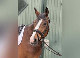 Holsteiner, Hongre, 11 Ans, 166 cm, Bai cerise
